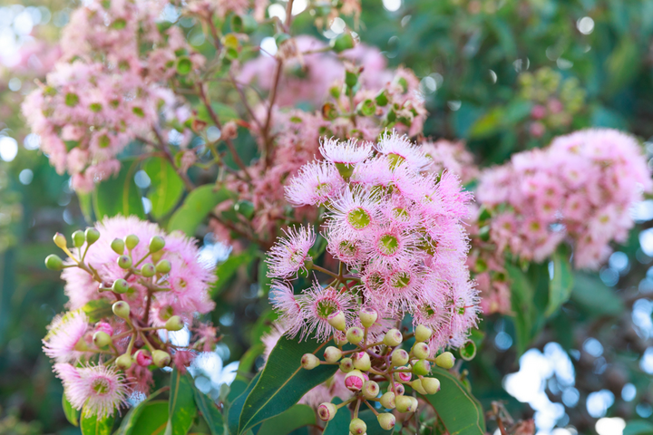 限定プレゼントも》海外版ガイドブック「パース 西オーストラリア」が