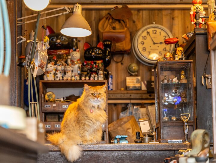 猫店長&猫バイトがご案内♪ 古道具や猫モチーフの雑貨も見つかる枚方の「古道具dongri」