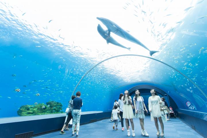 いま、シーパラは夜が面白い!この夏のシーパラが特別な5つの理由