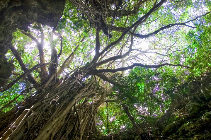 妖精が住むガジュマルの木に出会える、沖縄「ガンガラーの谷」へ