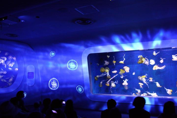 世界初〉いま話題の3Dマッピングと水族館がコラボ♪新江ノ島水族館の