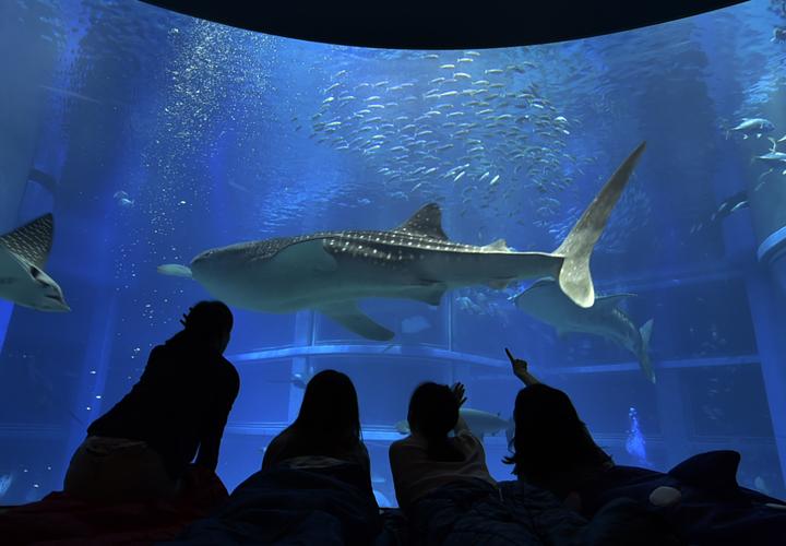 魚たちと一緒におやすみ♪女性限定「おとまりスクール」海遊館で開催