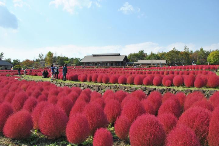 150万本もの秋の花が一面に。「みちのく杜の湖畔公園」でコスモスとコキアが見頃