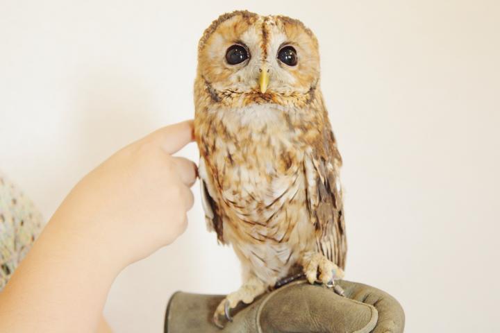 鳥好きにはたまらない♪手乗りや肩乗せもできる癒しの鳥カフェ。国分寺「ふくろう茶房」