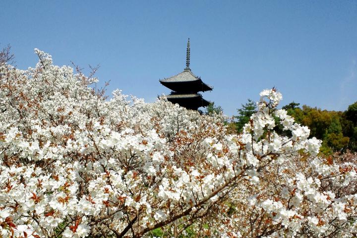 京都の桜シーズン最後を飾る仁和寺の御室桜