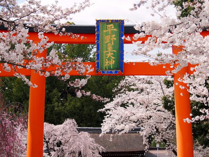 桜色に包まれる京都屈指の桜名所「平野神社」へ