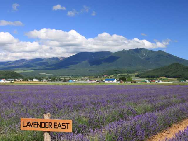 ファーム富田 - （北海道）の詳細情報 ｜ ことりっぷ