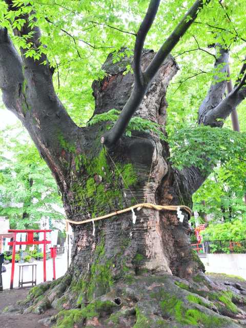 秩父今宮神社（八大龍王宮） - （埼玉県）の詳細情報 ｜ ことりっぷ