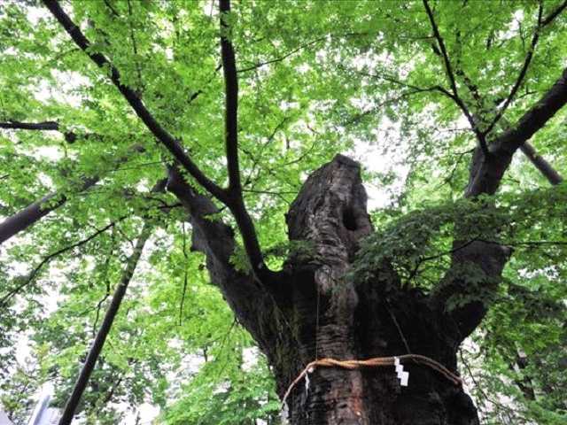 秩父今宮神社（八大龍王宮） - （埼玉県）の詳細情報 ｜ ことりっぷ