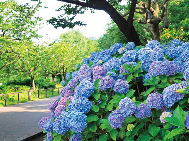 東京大学大学院理学系研究科附属植物園 - (東京都)の詳細情報 東京大学大学院理学系研究科附属植物園 - (東京都)の詳細情報