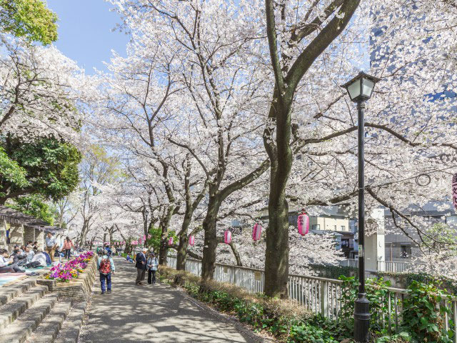 江戸川公園の桜 ことりっぷ厳選 おでかけ 観光情報