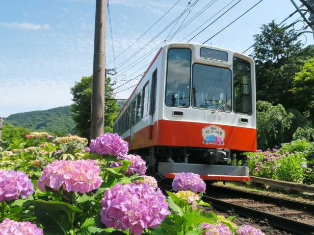 絵画【紫陽花薫る箱根登山鉄道】 あじさい薫る箱根登山電車 ー 鉄道の旅 | エポック社公式