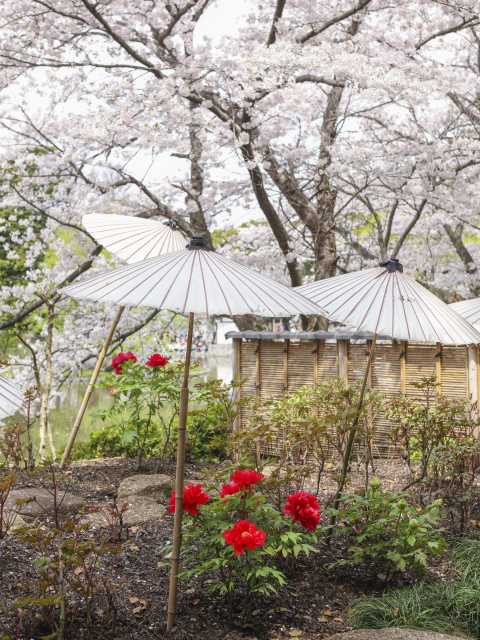 鶴岡八幡宮 神苑ぼたん庭園 - （神奈川県）の詳細情報 ｜ ことりっぷ