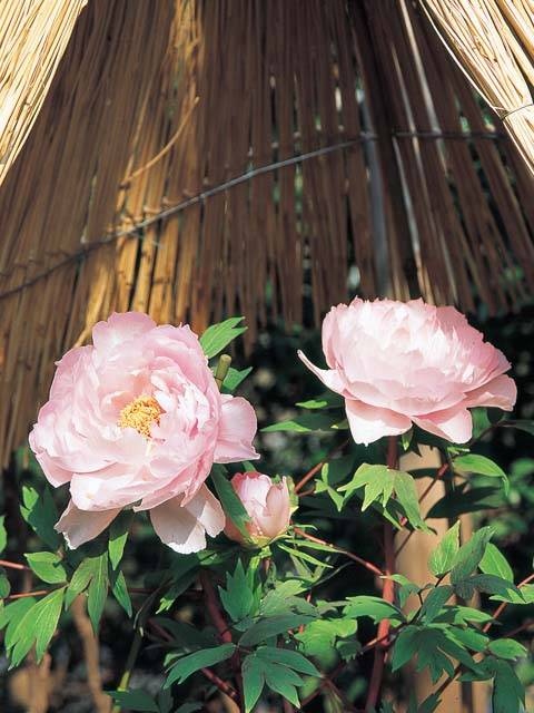 鶴岡八幡宮 神苑ぼたん庭園 - （神奈川県）の詳細情報 ｜ ことりっぷ