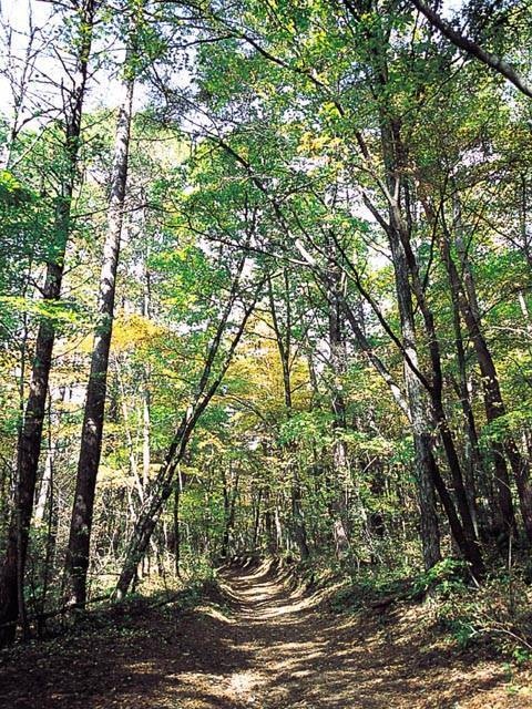 信濃路自然歩道 - （長野県）の詳細情報 ｜ ことりっぷ