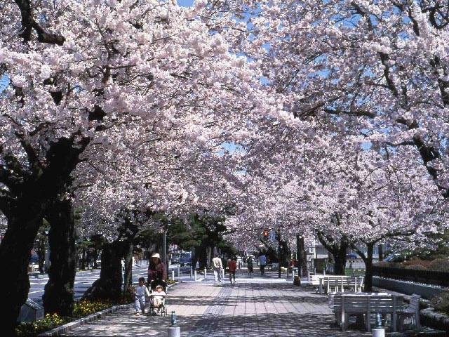 十和田市官庁街通（駒街道）の桜 - （青森県）の詳細情報 ｜ ことりっぷ