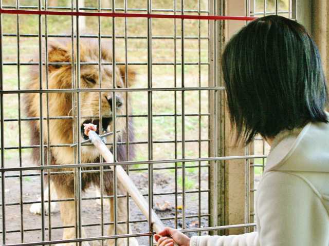 富士サファリパーク - （静岡県）の詳細情報 ｜ ことりっぷ