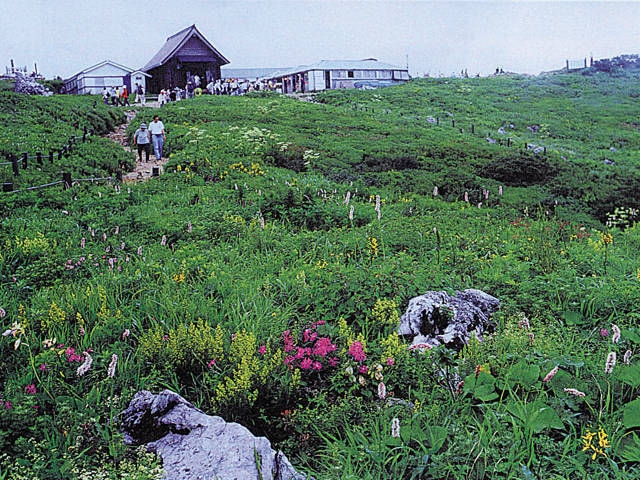 伊吹山の高山植物 ことりっぷ厳選 おでかけ 観光情報