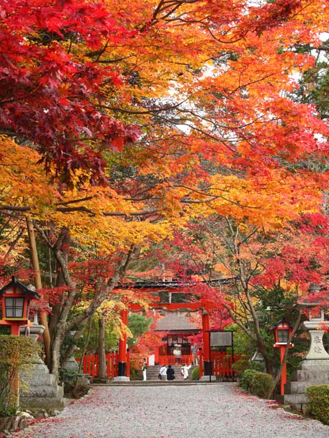Amazon.co.jp: DVD自然の中の神々4城南宮 向日神社 松尾大社