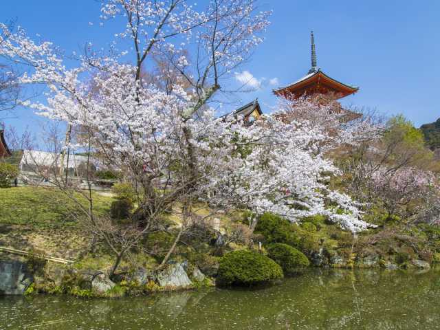 桜と風景の日本画・長命寺之境内 総本山 三井寺 春のさくら2020