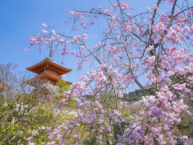 清水寺の桜 - （京都府）の詳細情報 ｜ ことりっぷ
