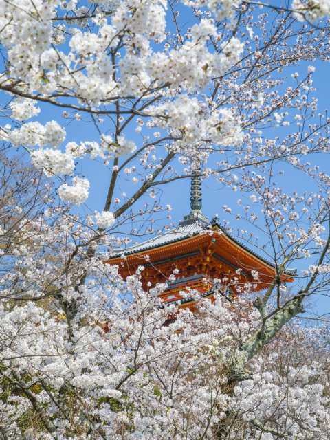 清水寺の桜 - （京都府）の詳細情報 ｜ ことりっぷ