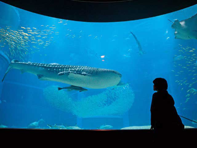 マンタ ＊ エイ ＊ ジンベエザメ 海遊館 若かっ 水族館 好きに！