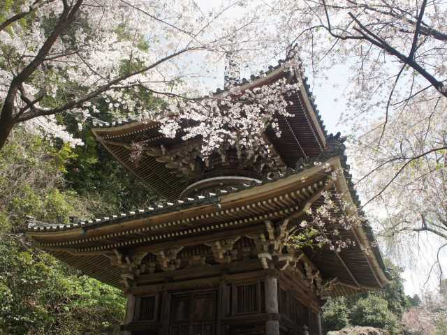 空撮・吉野山の桜：上千本でも満開に 奈良・吉野町 - YouTube