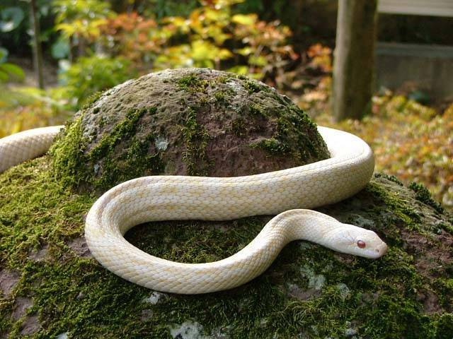 白蛇伝　確認用 水族館アトアの干支展「謹賀新年 白蛇祭」2025年は巳年！運気上昇