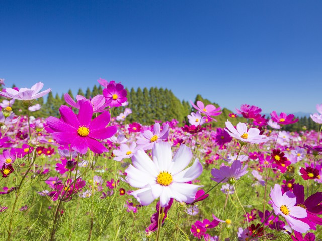 コスモス Amazon.co.jp: コスモス（秋桜） 種 【 ソナタ プレミアムミックス