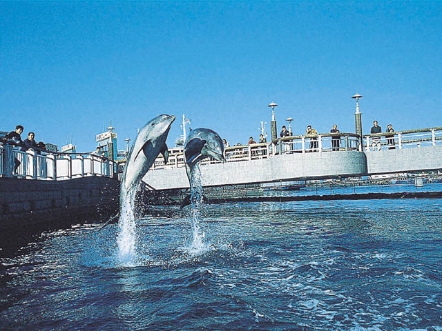 いおワールドかごしま水族館 - （鹿児島県）の詳細情報 ｜ ことりっぷ