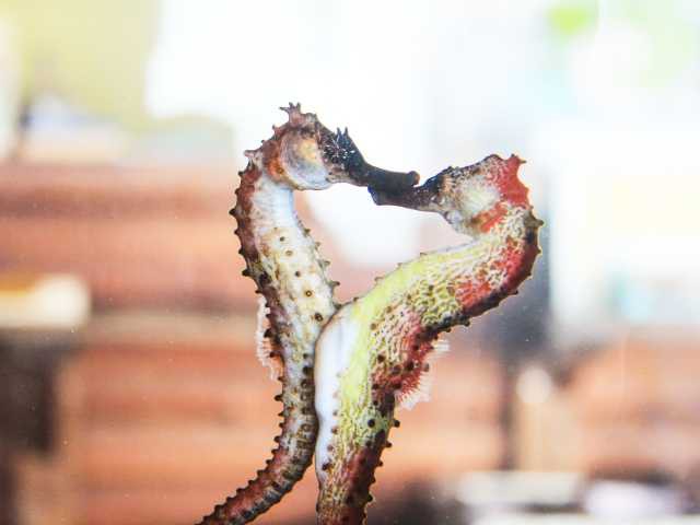 タツノオトシゴハウス - （鹿児島県）の詳細情報 ｜ ことりっぷ