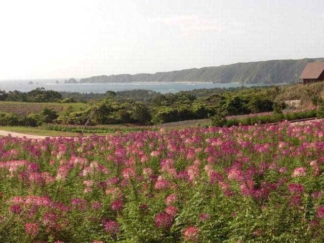 沖縄かぐや姫ペット トップ