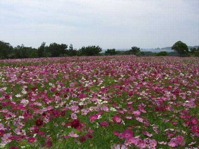 安い ペット沖縄かぐや姫