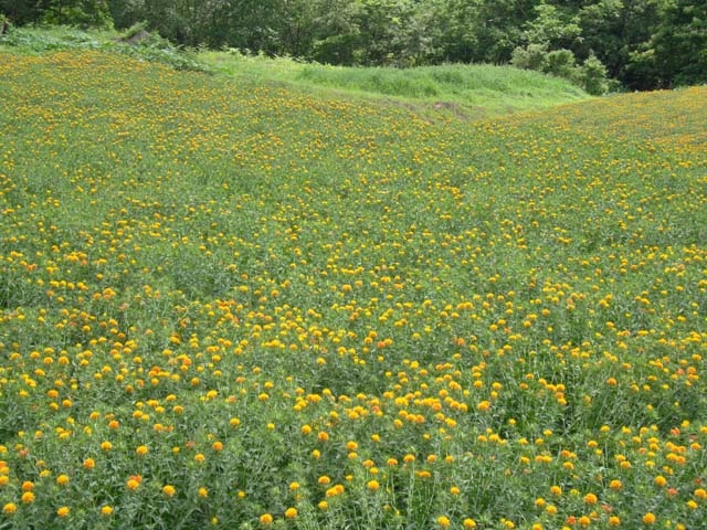 高瀬紅花畑 - （山形県）の詳細情報 ｜ ことりっぷ