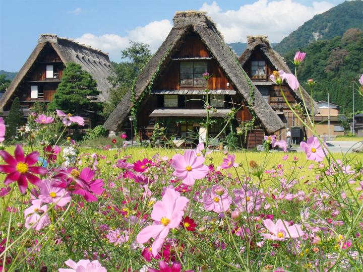 コスモスが美しく揺れる秋の白川郷＆五箇山、里山さんぽ ｜ ことりっぷ