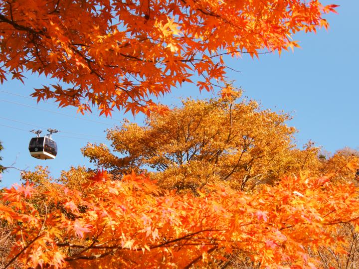 心が癒されて元気になる 五感で楽しむ箱根の秋旅 ことりっぷ