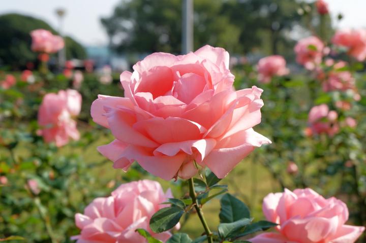 澄んだ空の下、山下公園は、絶好のカメラ日和でした | ことりっぷ 澄んだ空の下、山下公園は、絶好のカメラ日和でした | ことりっぷ
