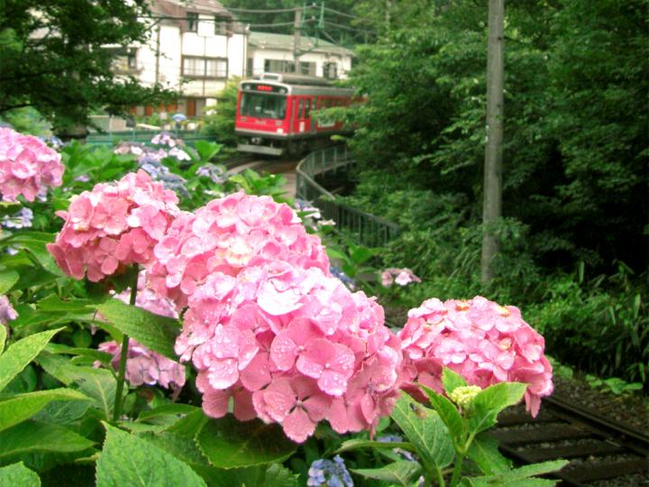 あじさい電車に乗って、箱根の美食といい湯を満喫