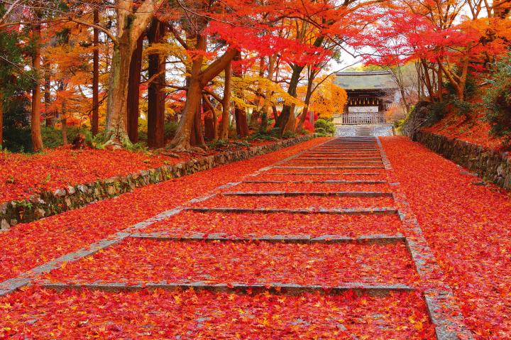 京都の紅葉もそろそろ見納めです ことりっぷ