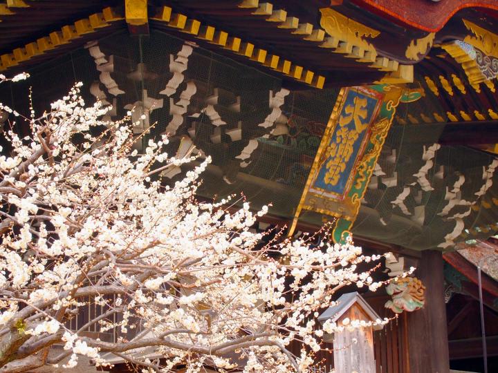 京都に早春の到来を告げる、梅の名所・北野天満宮「梅花祭」へ