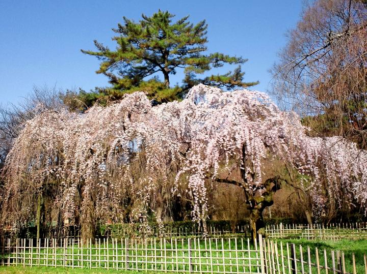 京都に春の到来を告げる、早咲き桜の名所へ