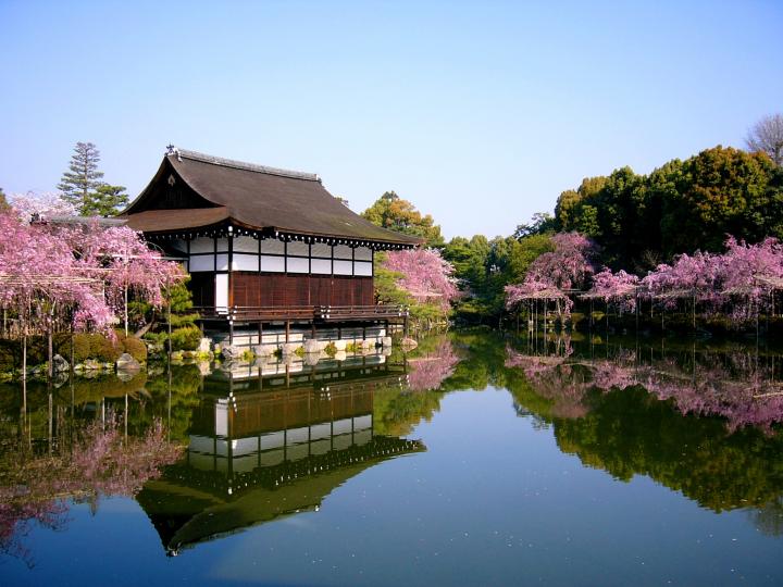 京都の桜はフィナーレへ、有終の美を飾る遅咲きの桜名所へ