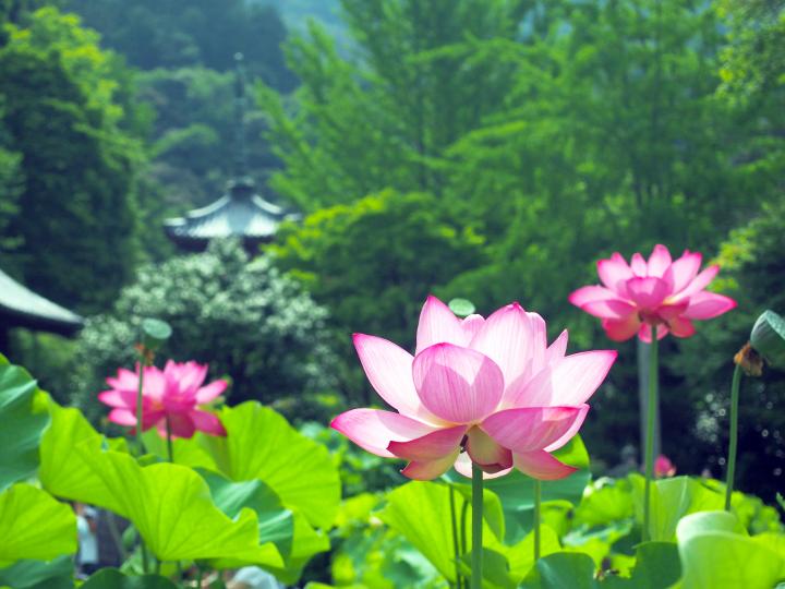 京都屈指の花の寺 三室戸寺 で極楽浄土の花 蓮 に出会う ことりっぷ