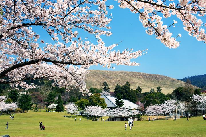 ピンク色の桜吹雪の中で鹿さんがコンニチハ